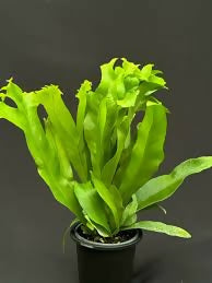 Green flame fern