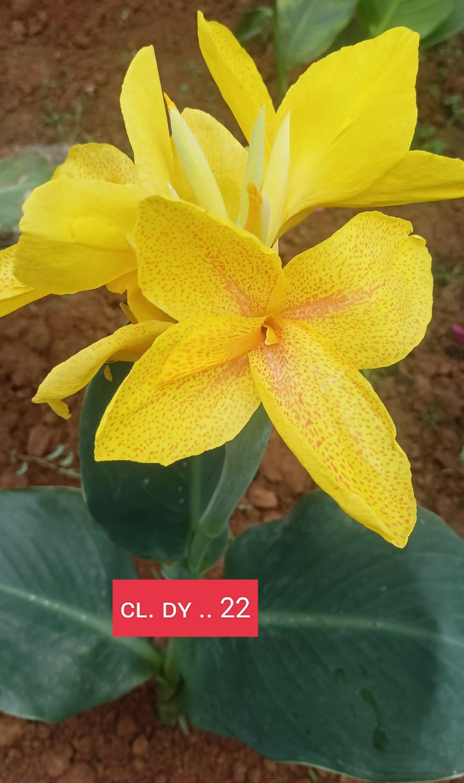 Healthy Canna Lily Bulb CL. DY..22 carefully cultivated by Plant Doctor nursery