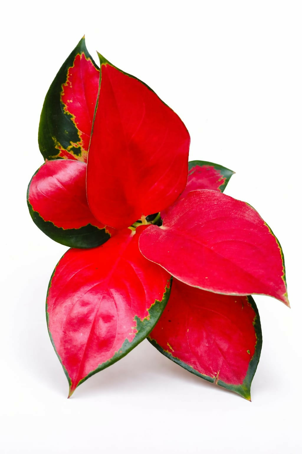 Aglaonema Thai Red