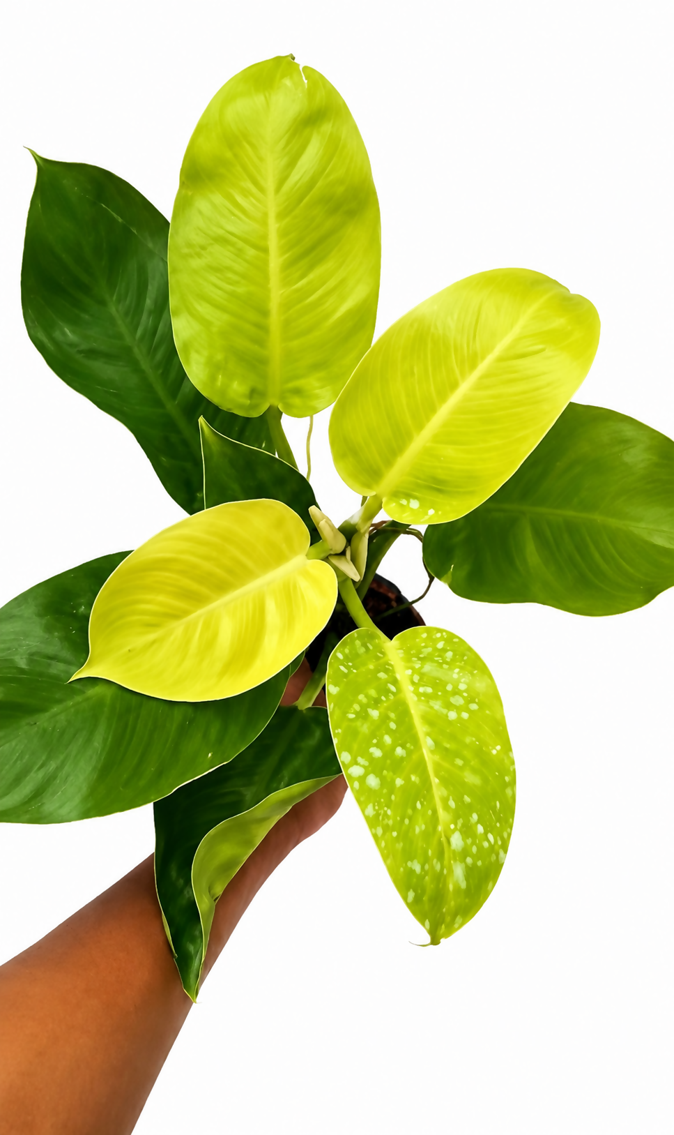 Philodendron Moonsshine