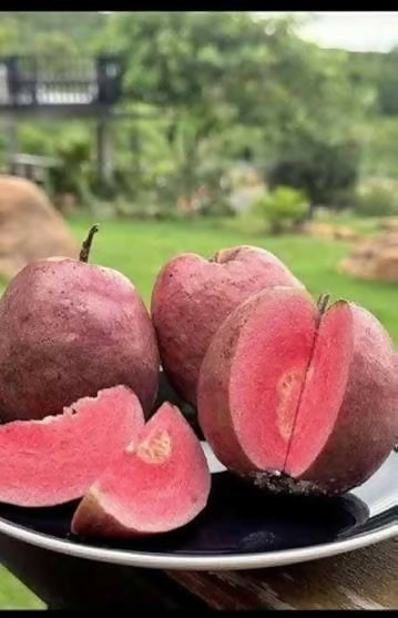 Black Diamond Guava Plant - Premium Fruit Tree - Keyfarm Wayanad