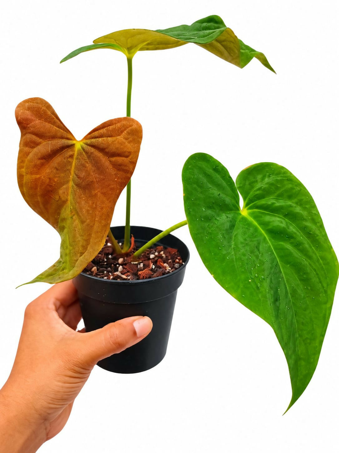 Anthurium papillilaminum ‘Fort Sherman’ (Pure Form)- node propagated plant(not tissue)- The Lush Flora
