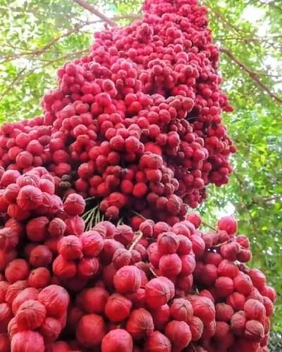 Mooty Fruit Plant (Baccaurea Courtallensis)