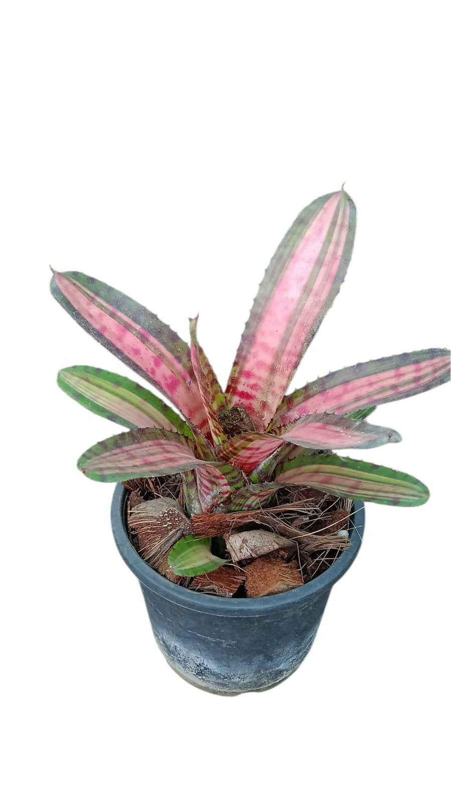 Bromeliad