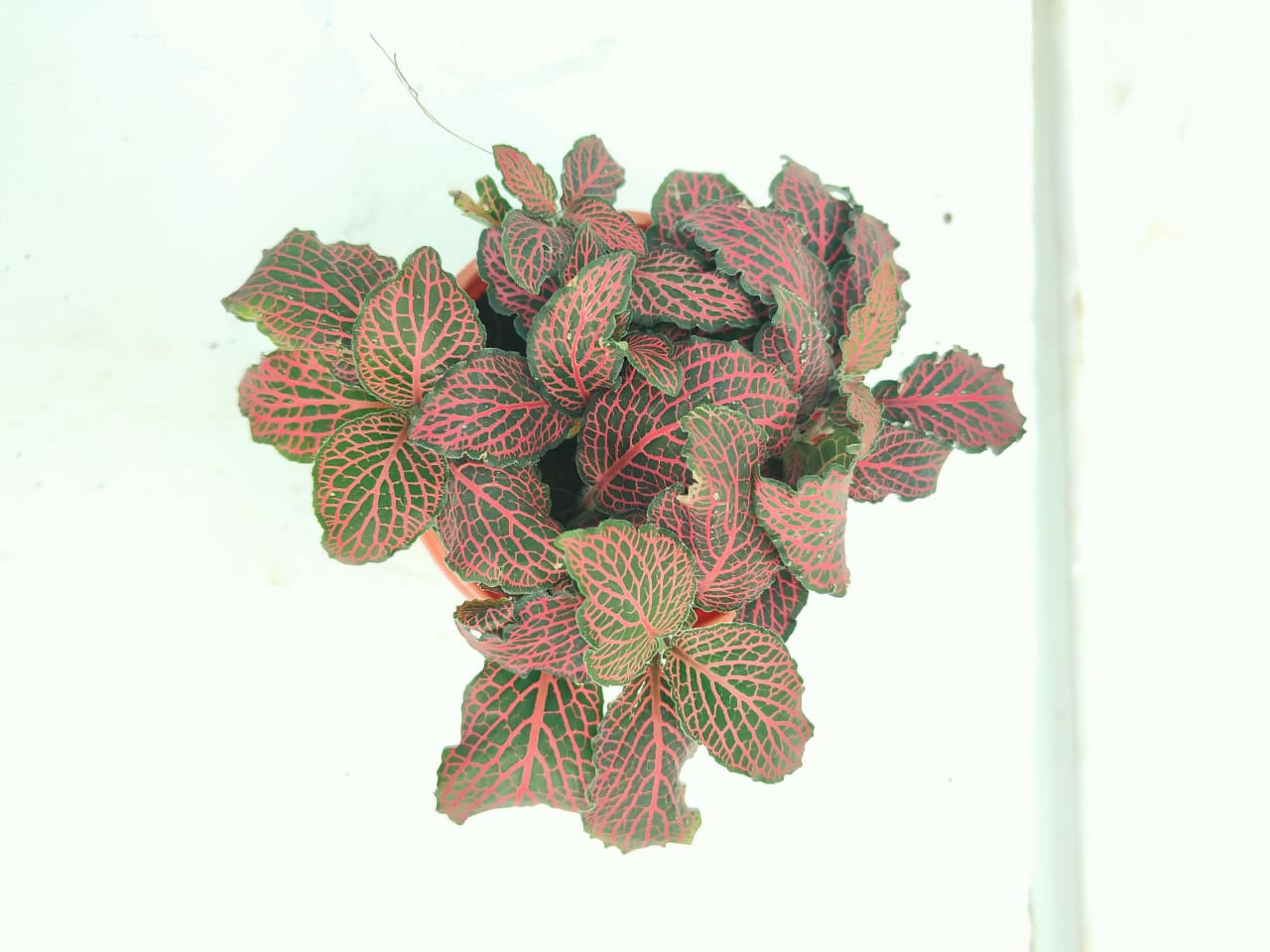 Fittonia red (4 inch pot)