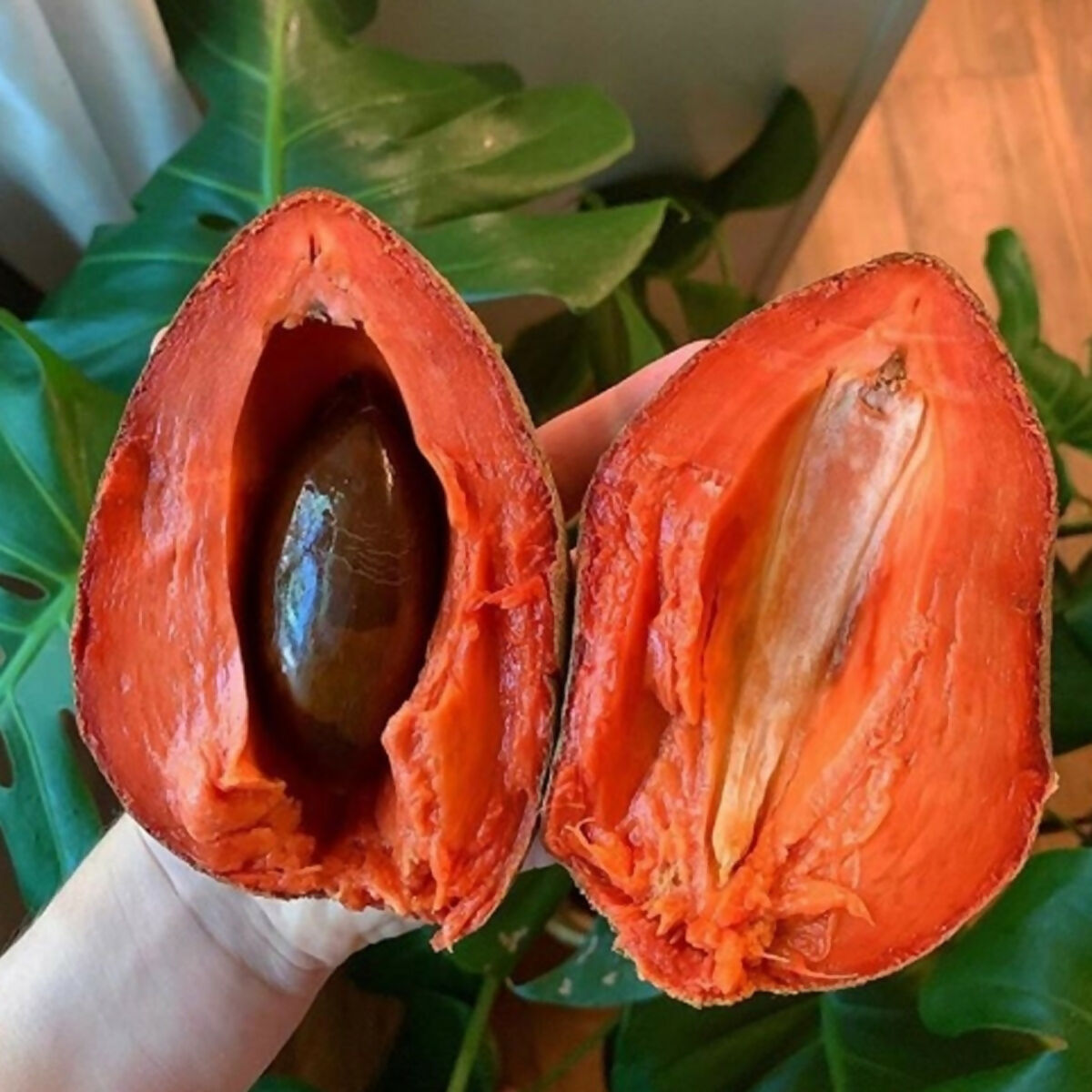 Mamey Sapote Key West Live Plant (Pouteria Sapota)