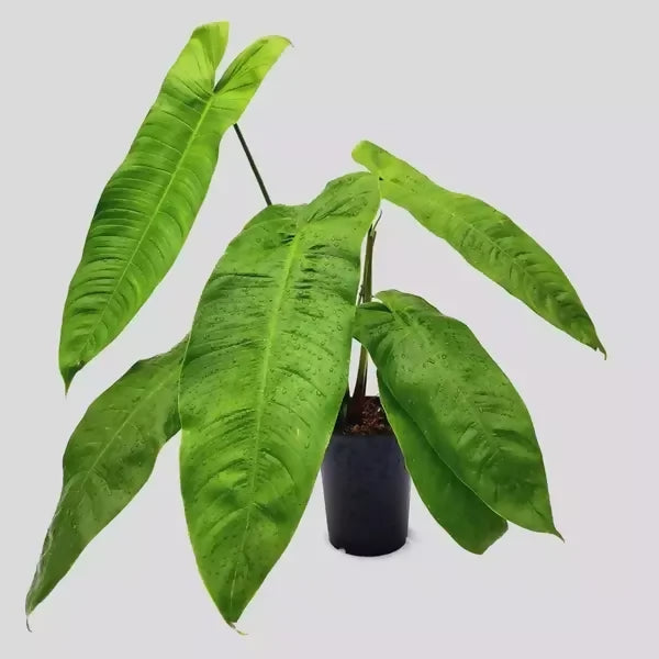 Philodendron sharoniae