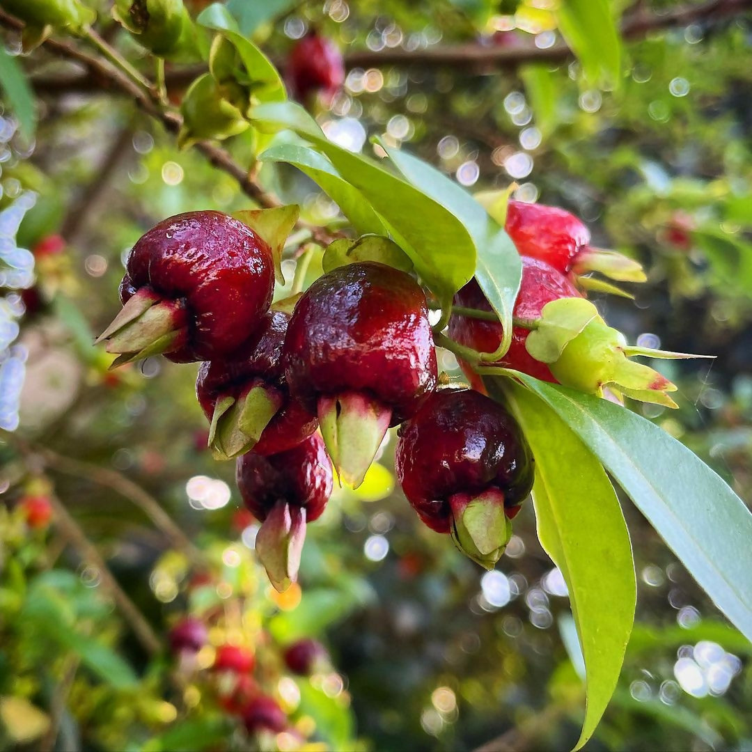 Cherry of the Rio Grande (Eugenia Involucrata)
