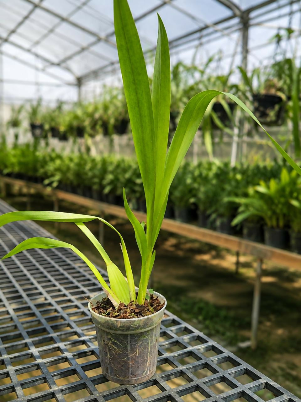 Spider Orchid Oncidium-Brown