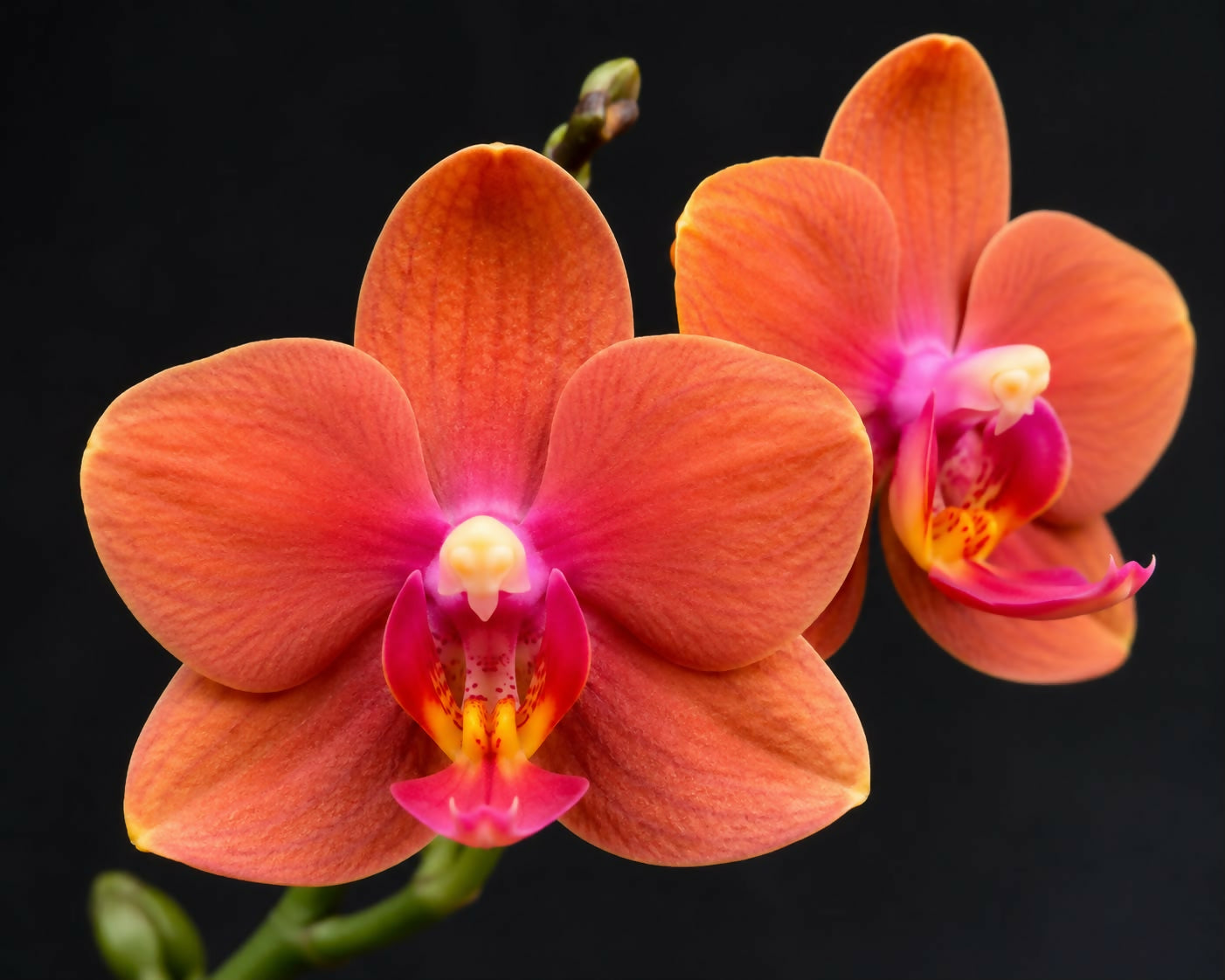 Phalaenopsis-1368