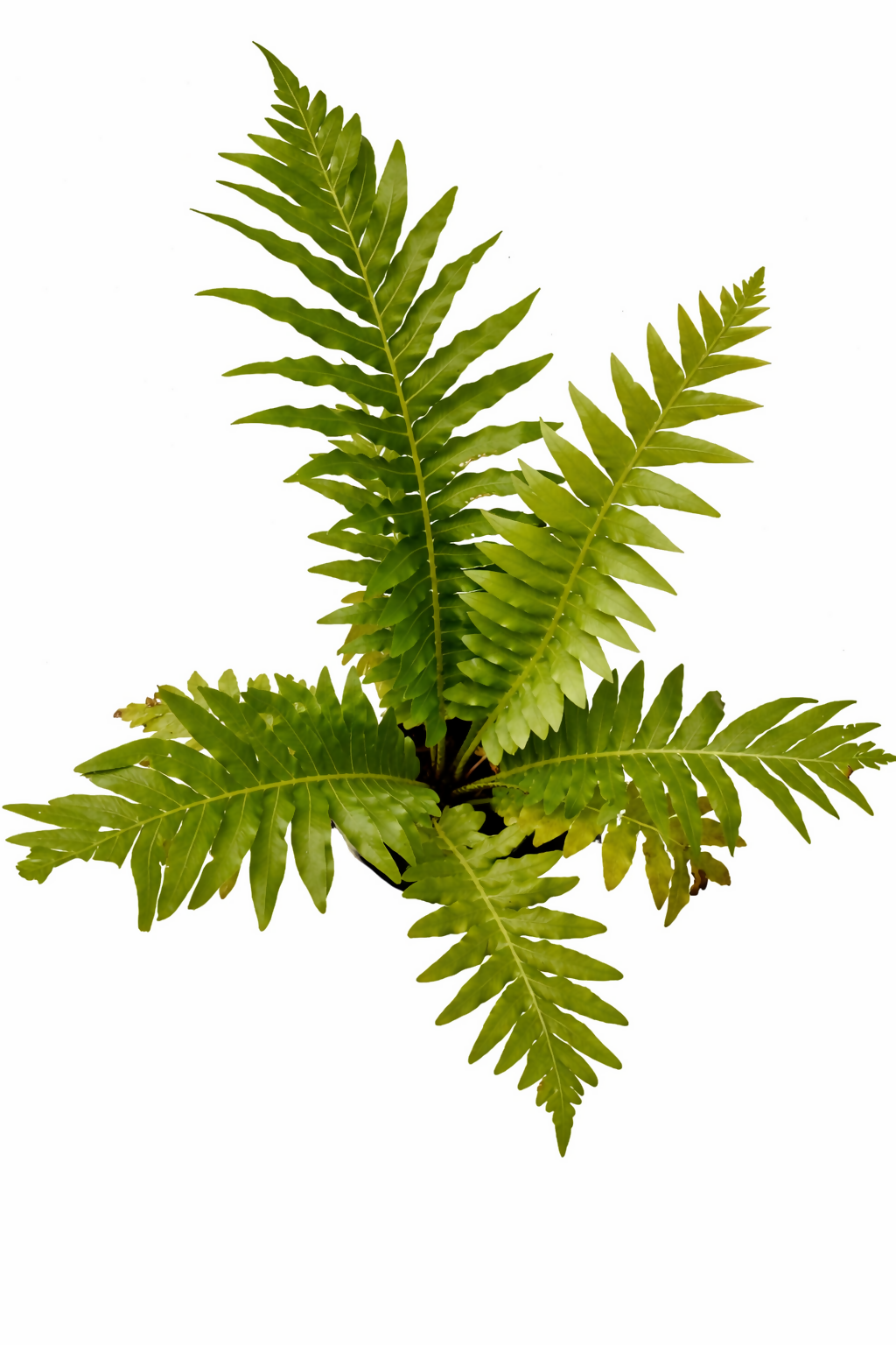 Lush Flora Tree Fern - Tropical Indoor Outdoor Plant