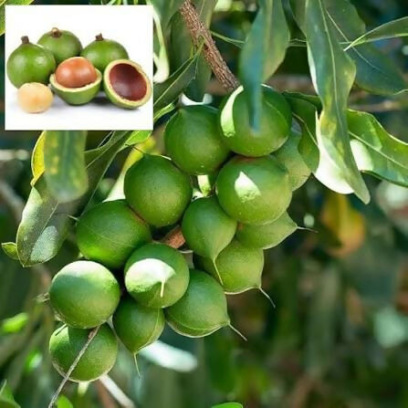 Macadamia Nut Plant - Premium Nut Tree - Keyfarm Wayanad