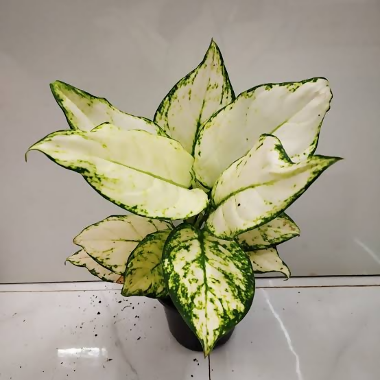 Aglaonema Super White Starter – TC Plant - Ethereal DNA