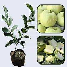 Seedless Guava Fruit Plant - Keyfarm Wayanad