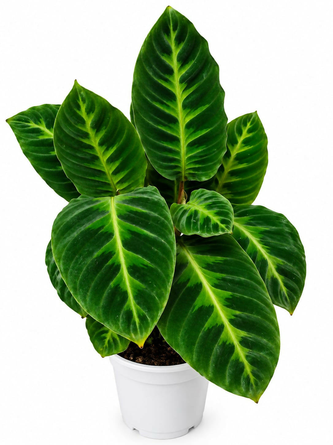 Calathea warscewiczii- Bushy Jungle Velvet Calathea - The Lush Flora