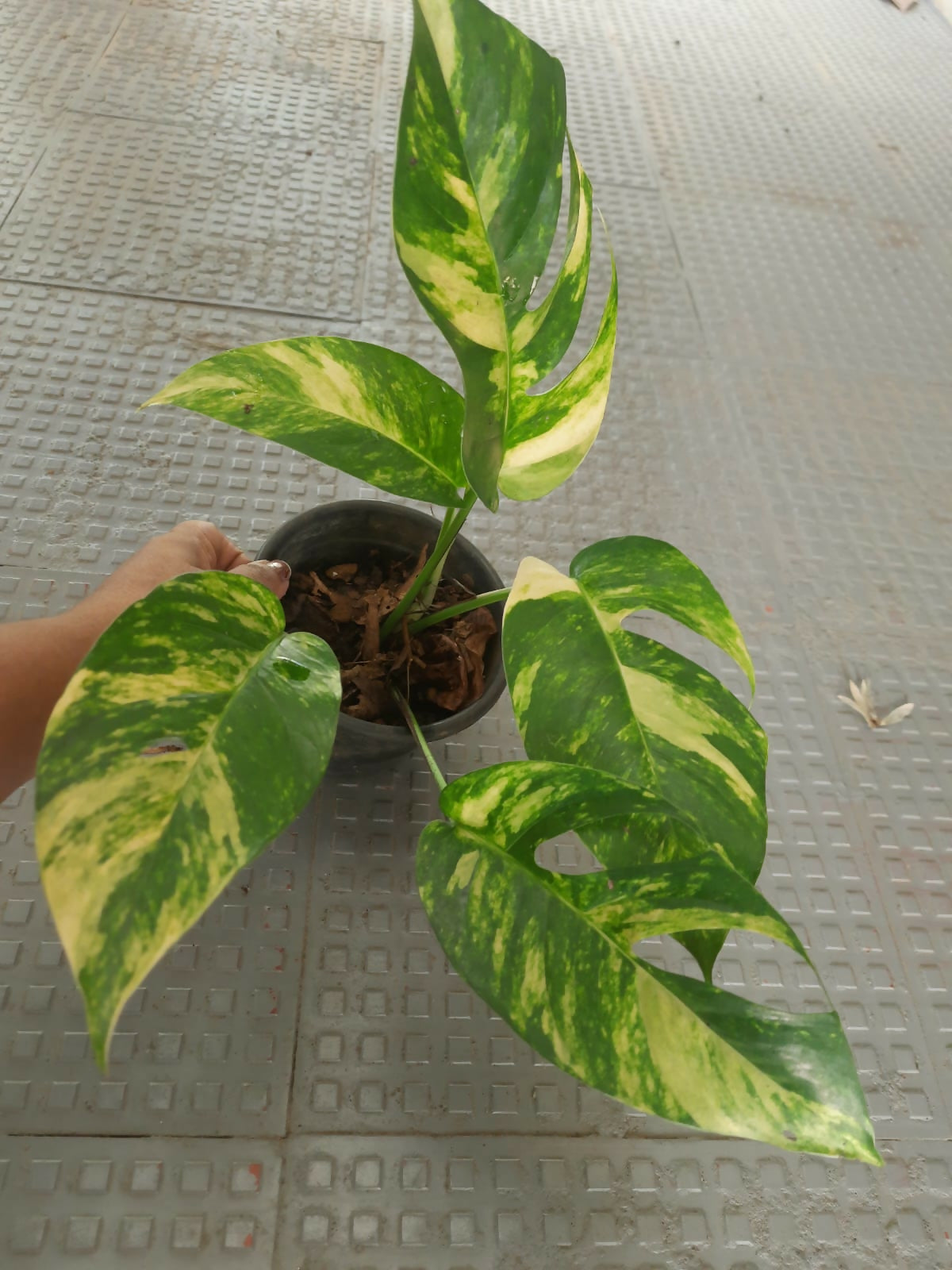 Epipremnum aurea