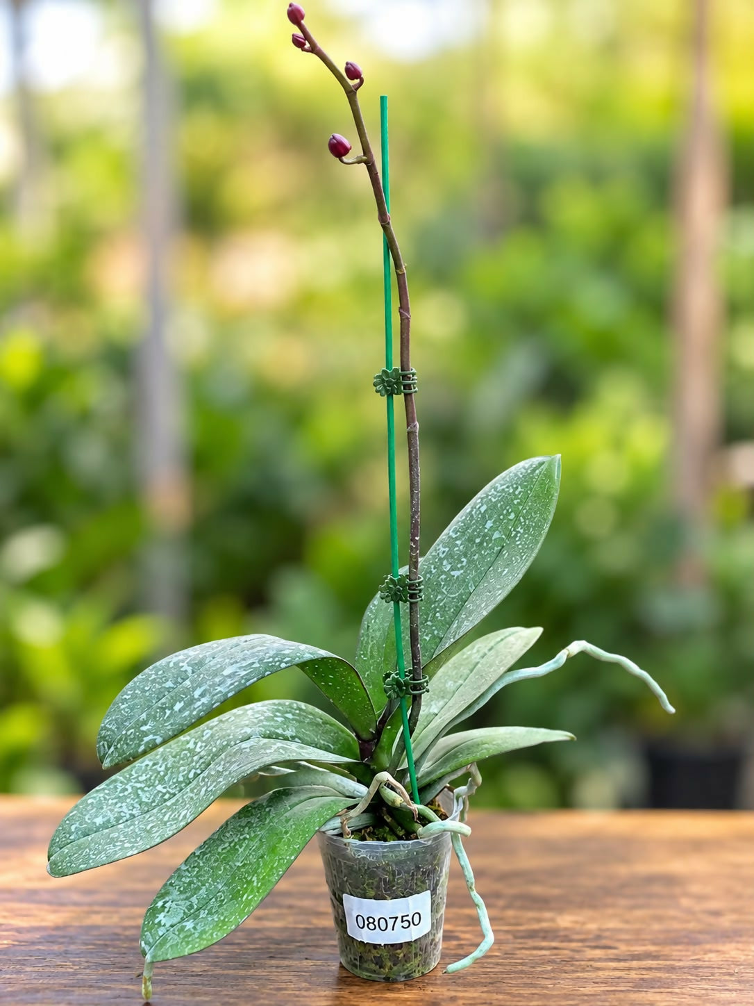 Phalaenopsis-GL080750