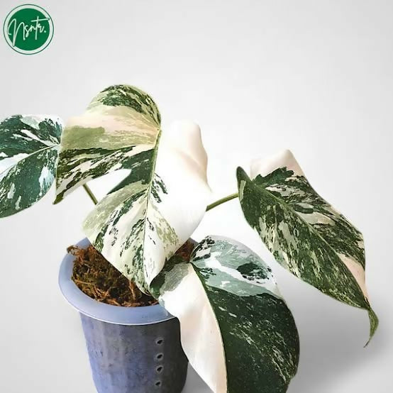 Monstera Albo Borsigiana 'White Tiger'