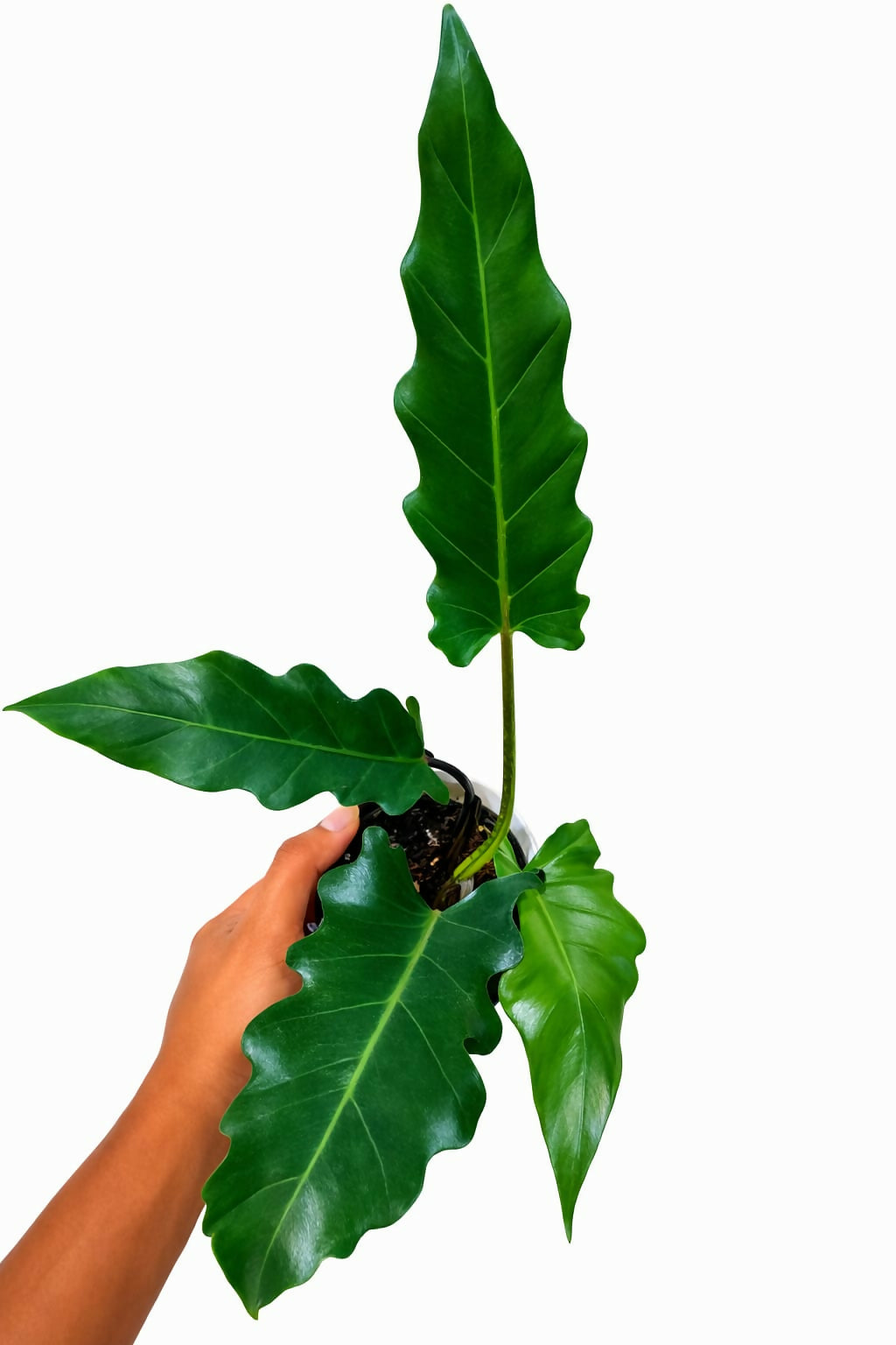Alocasia lauterbachiana Big