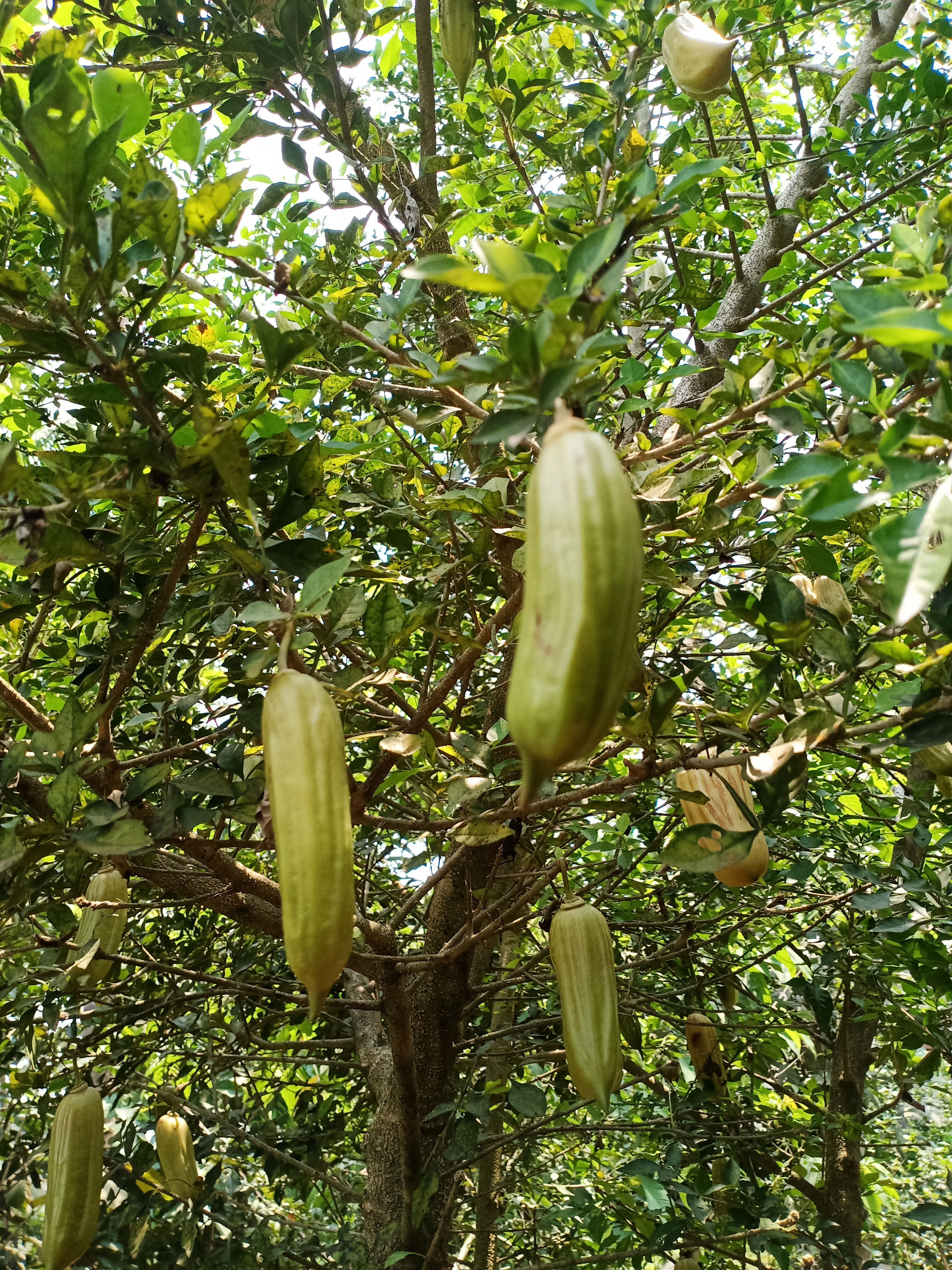 Candle Fruit Plants (Parmentiera Cereifera)
