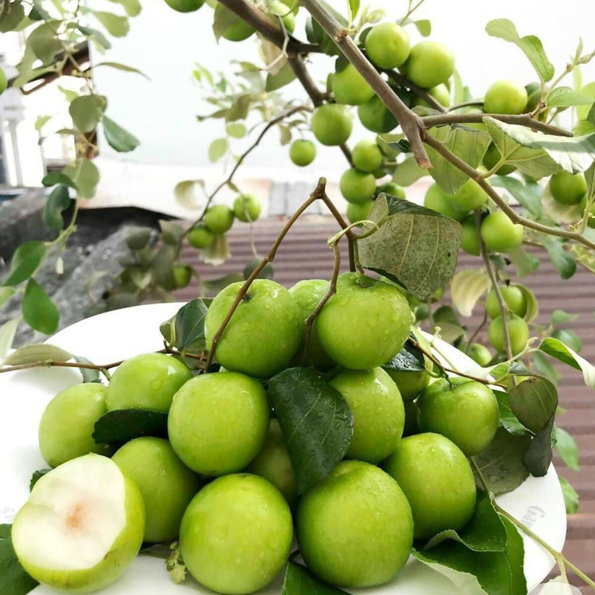 Ber Apple Green Fruit Plants (Ziziphus Mauritiana)