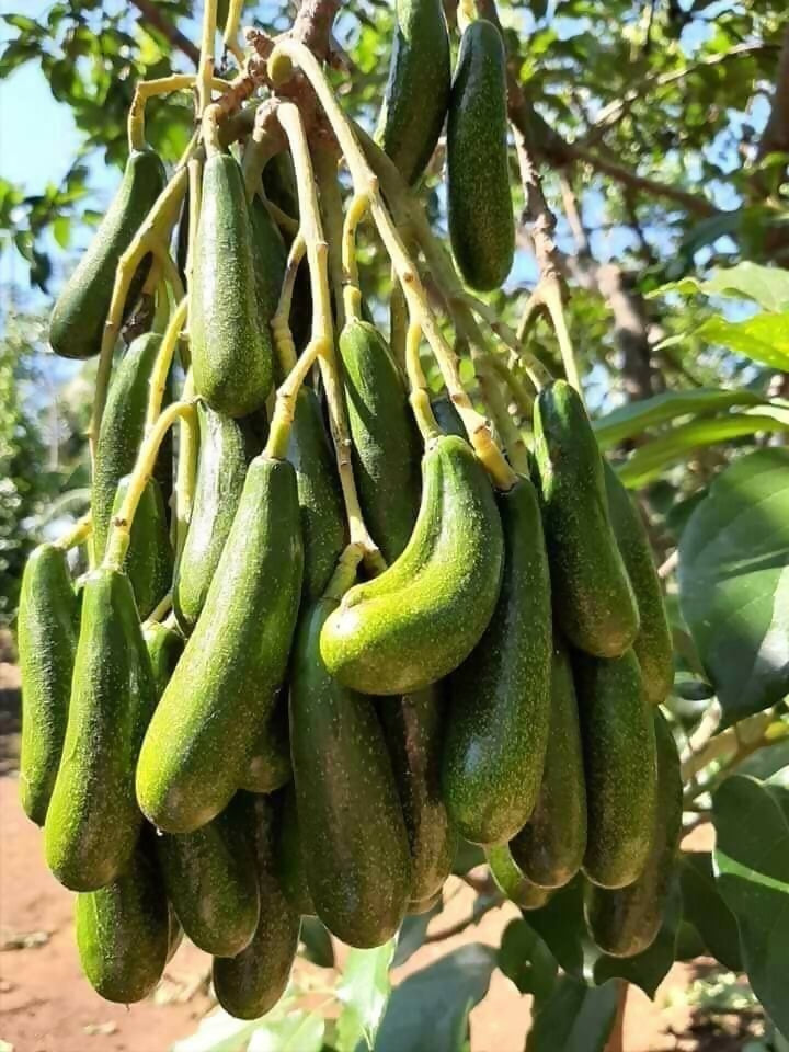 Seedless Avocado Live Plant (Persea americana)