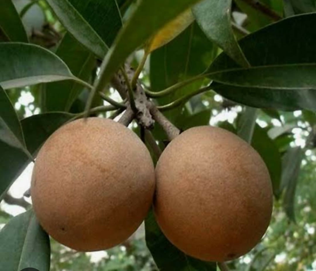 Thai Jumbo Sapote – Sweet Tropical - Keyfarm Wayanad
