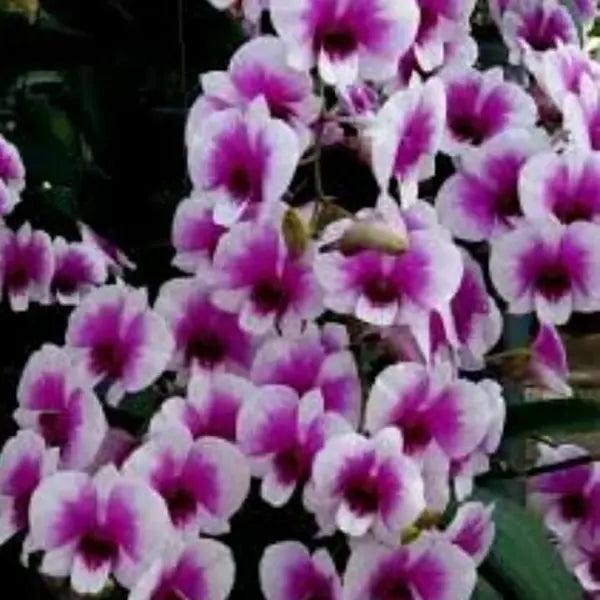 Dendrobium Yaya Compactum - Blooming stage