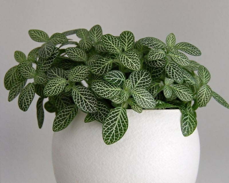 Fittonia green (Nerve Plant)