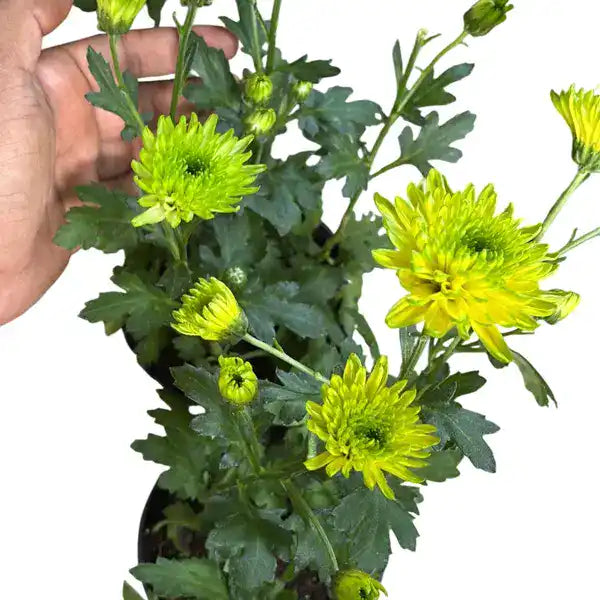 Jamanthi,Chrysanthemum - Rare