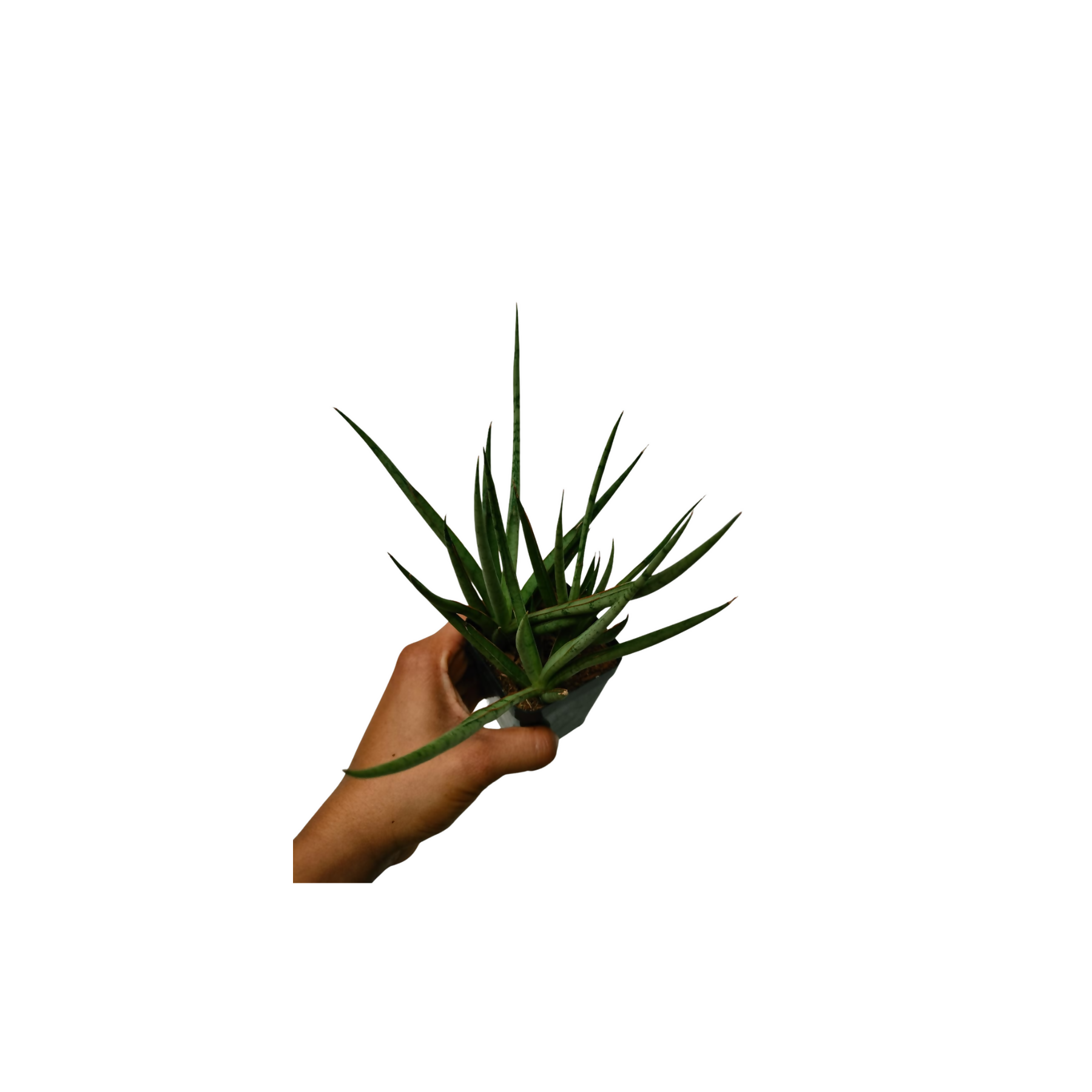 Sansevieria Silver Mikkado Bushy