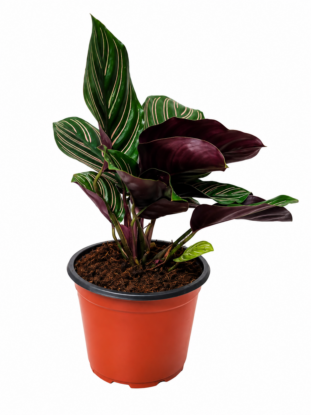 Calathea Ornata Pinstripe – Bushy Indoor Plant - The Lush Flora