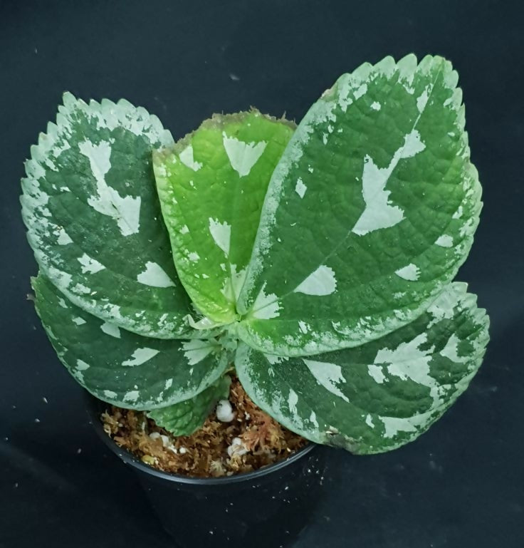 Elatostema/ pilea Var 6