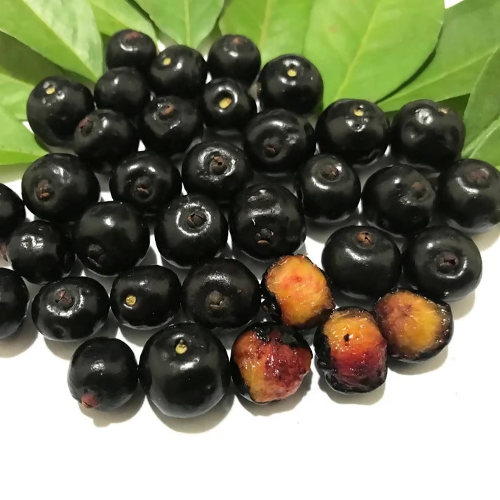 Guamirim Live Plant (Eugenia florida)