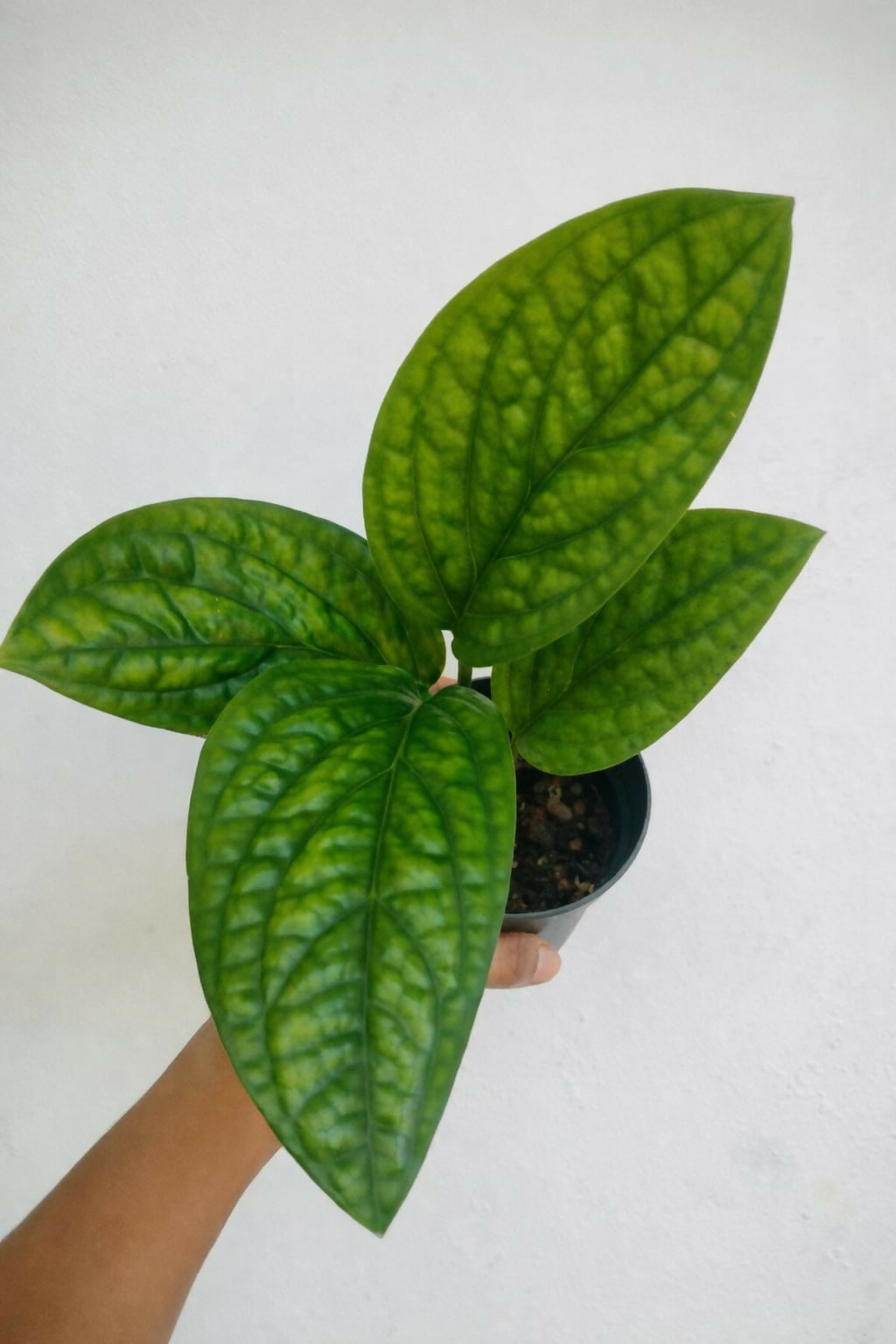 Monstera Peru