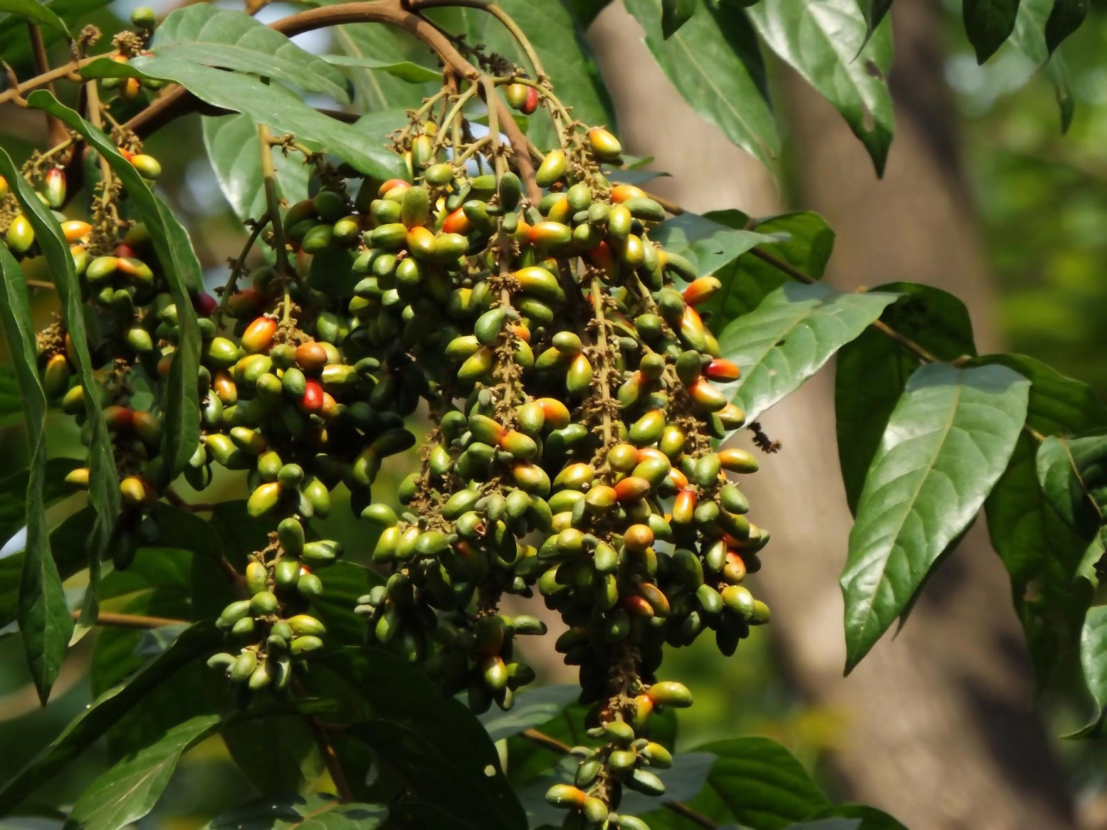 Kasam Fruit Plants (Erioglossum Rubiginosum)