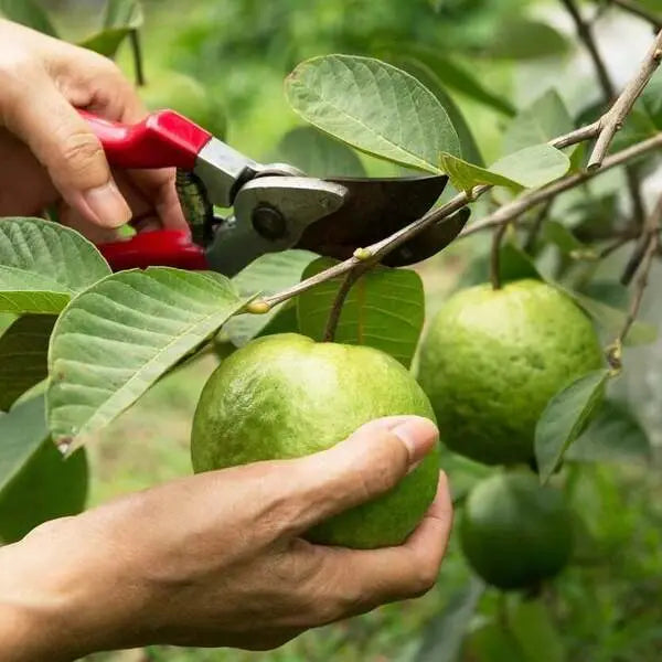 Guava Kilo Pera Plant