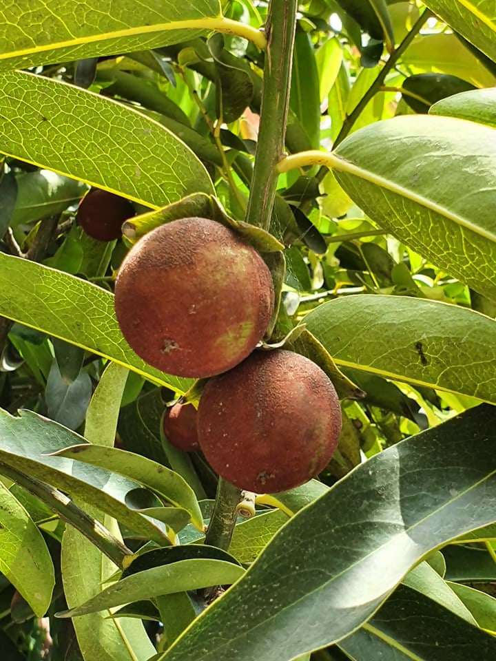 Gab Fruit Plant (Diospyros malabarica)