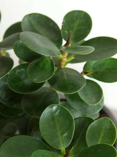 Ficus microcarpa compacta