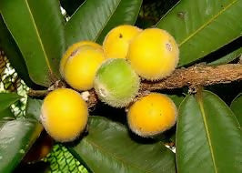 Yellow Jaboticaba Fruit Plants (Myrciaria Glazioviana)