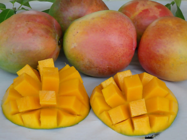 R2E2 Mango Live Plant (Mangifera indica)