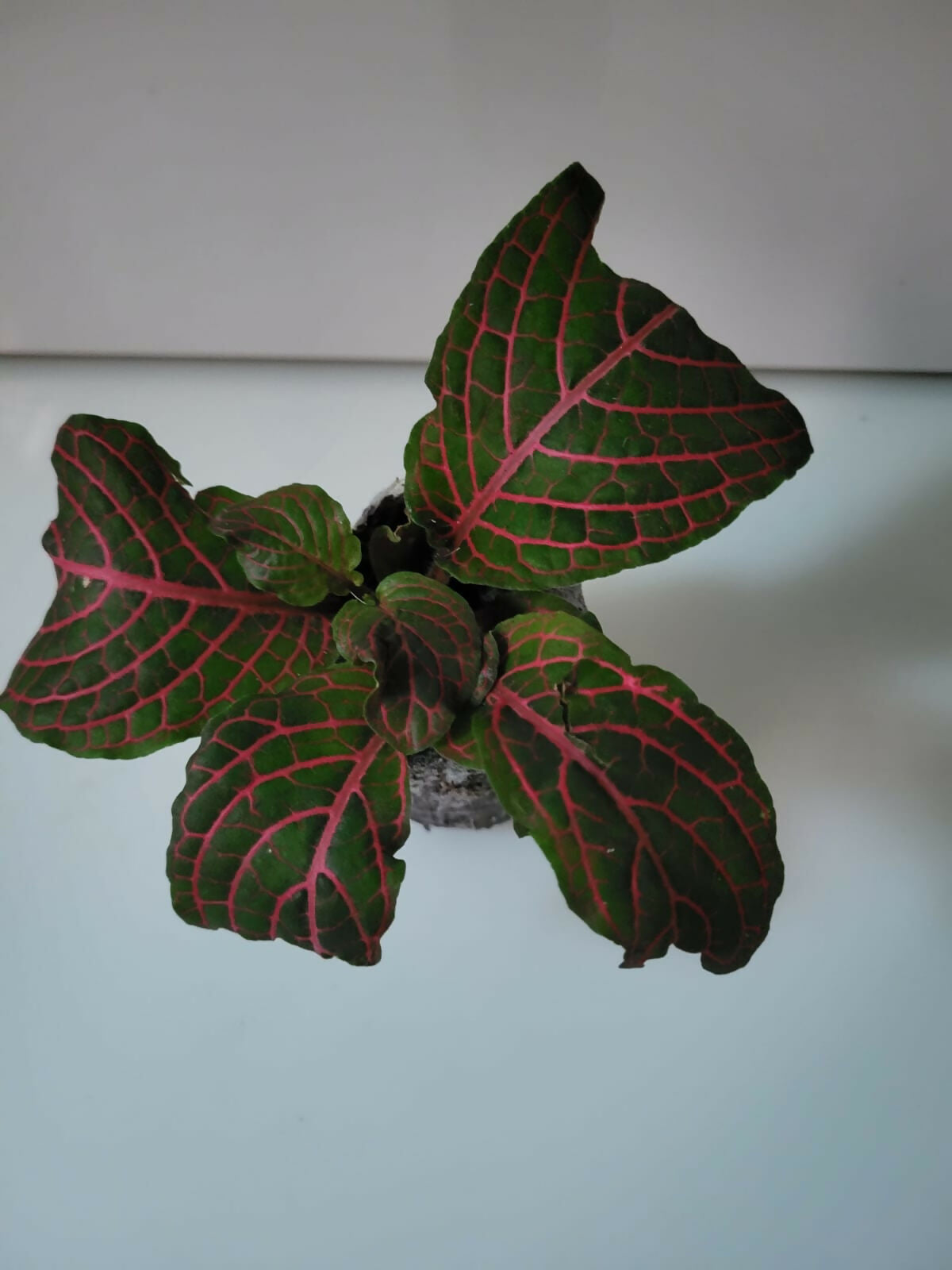 Top-down view of Fittonia Nerve Plant with delicate white veining