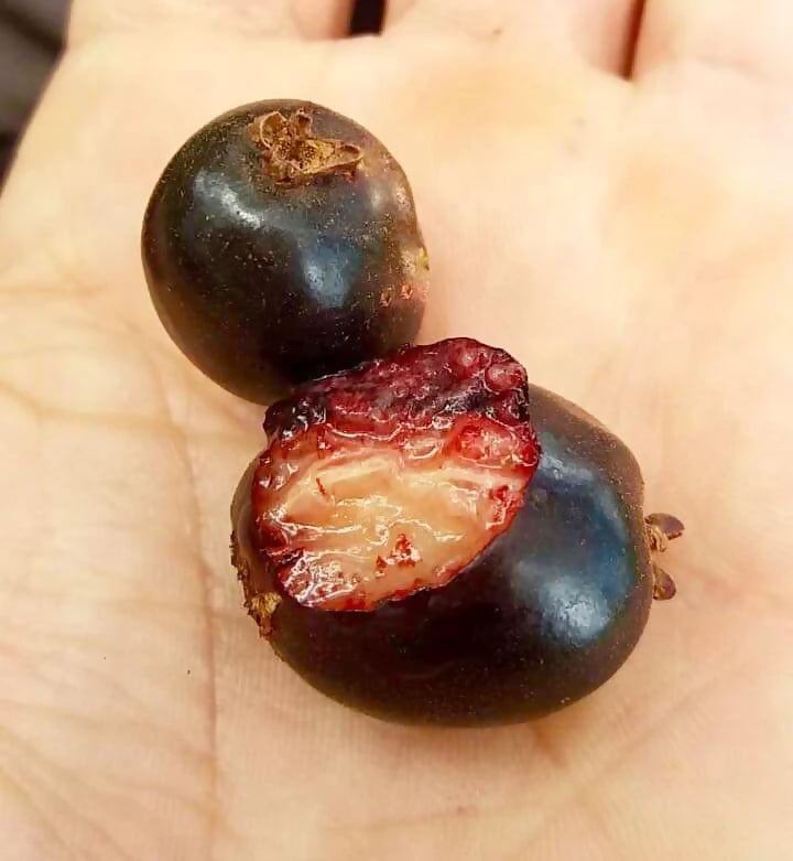 Cherry of the Paramirim Fruit Plant (Eugenia Oblongata)