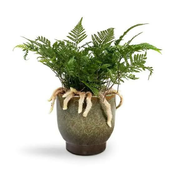 Rabbit's Foot Fern Live Plant – Rare Starter TC Plant – Foliages India