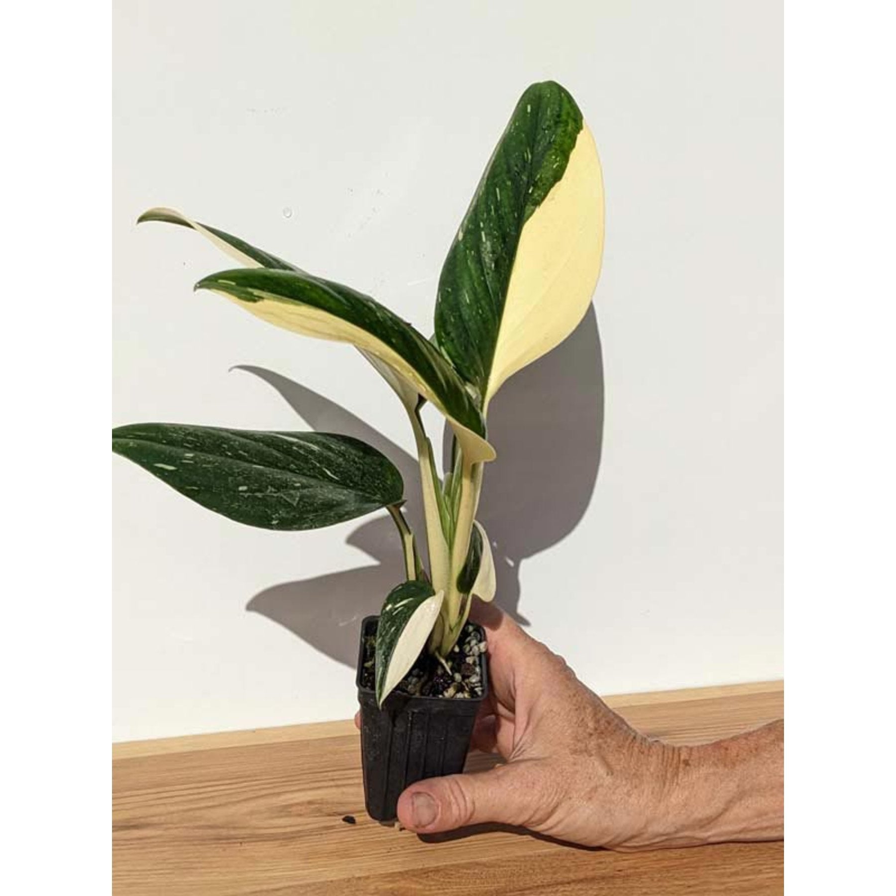 Monstera Standleyana Albo Variegated close up leaf detail – healthy nursery plant – Foliages.in