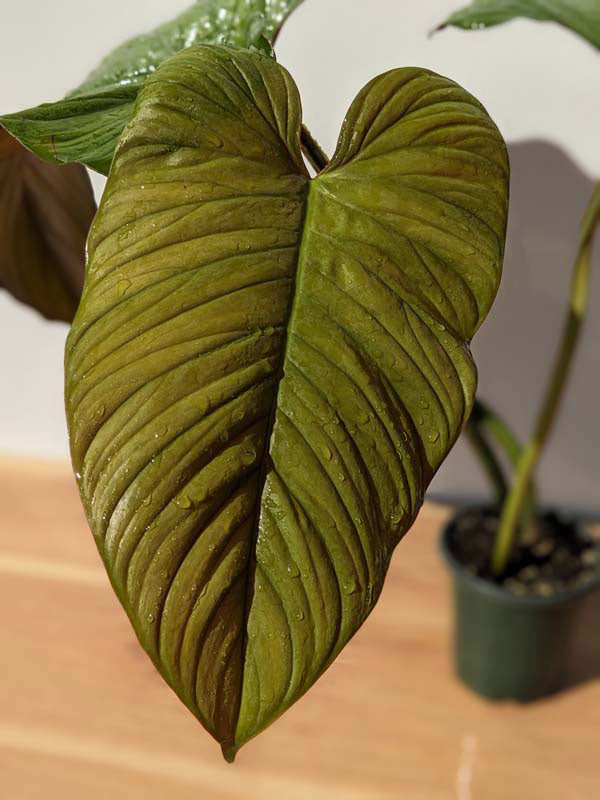 Philodendron Ernestii Red