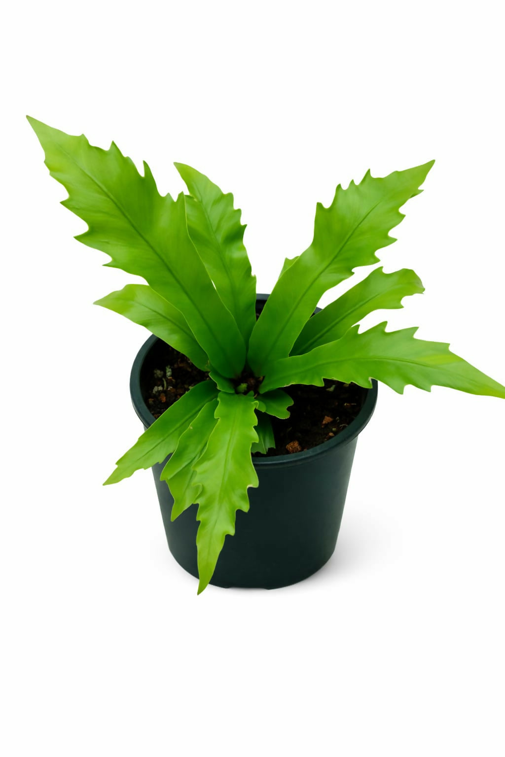 Fern Gioia