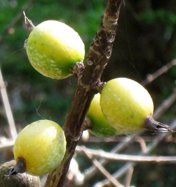 Black Berry Jam Fruit Plants (Randia Formosa)