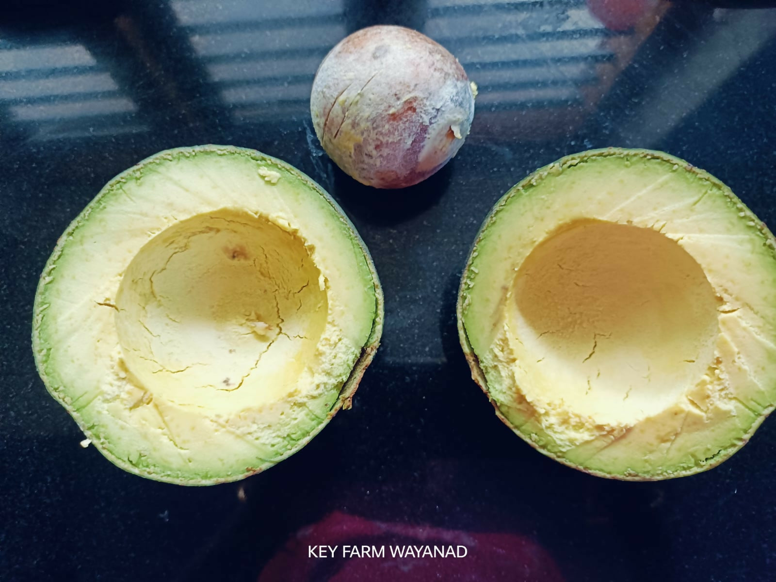 Booth Avocado – Live Grafted Exotic Fruit Tree - Keyfarm Wayanad