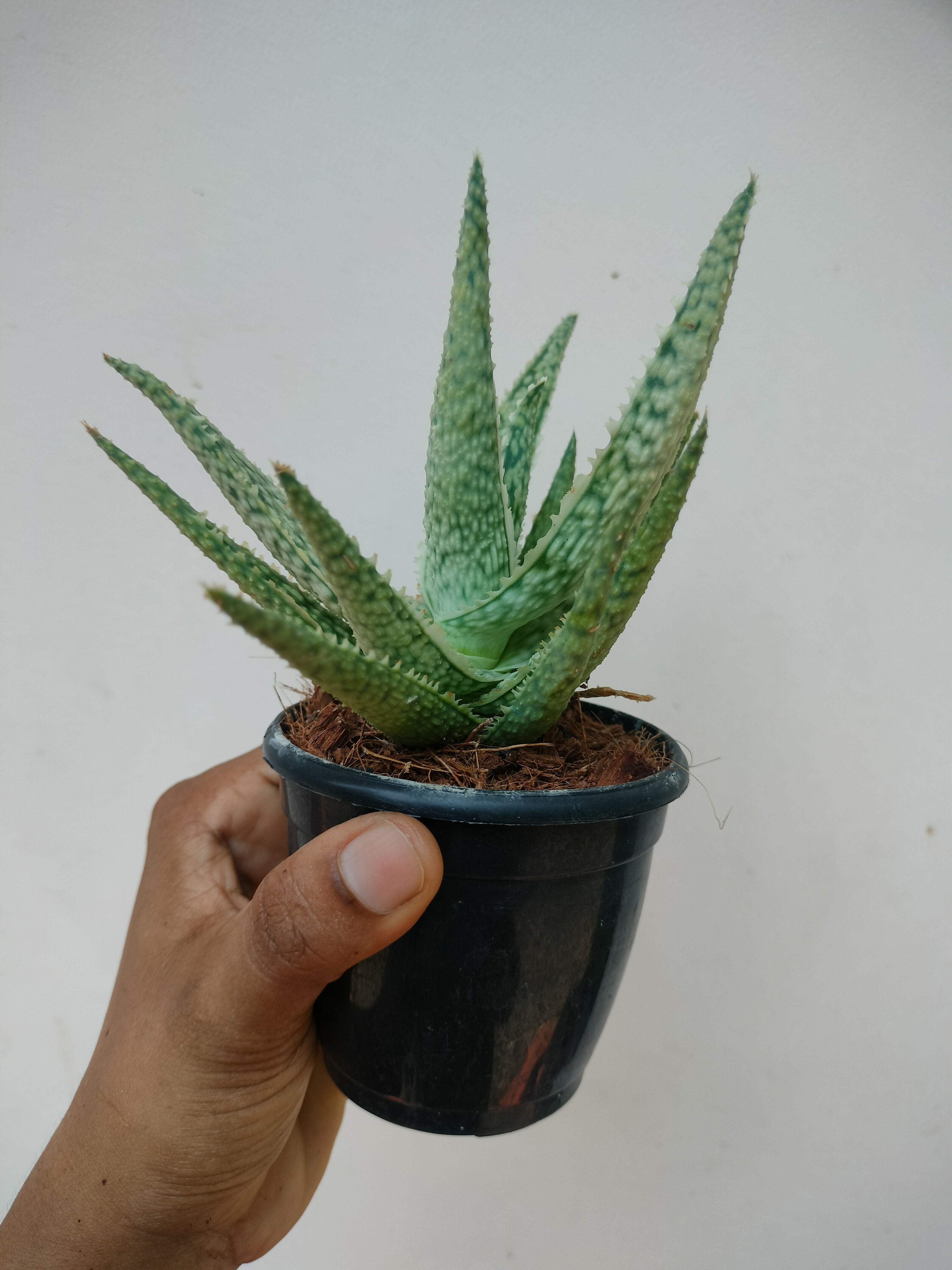 Aloe hybrid blizzard